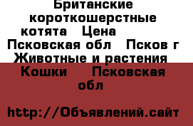 Британские короткошерстные котята › Цена ­ 3 000 - Псковская обл., Псков г. Животные и растения » Кошки   . Псковская обл.